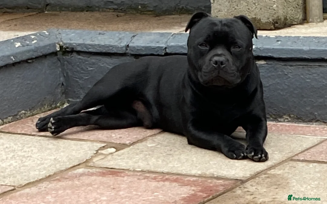 Staffordshire Bull Terrier dogs for stud: Stunning Champion Sired Stud  in Pontypridd - Advert 5