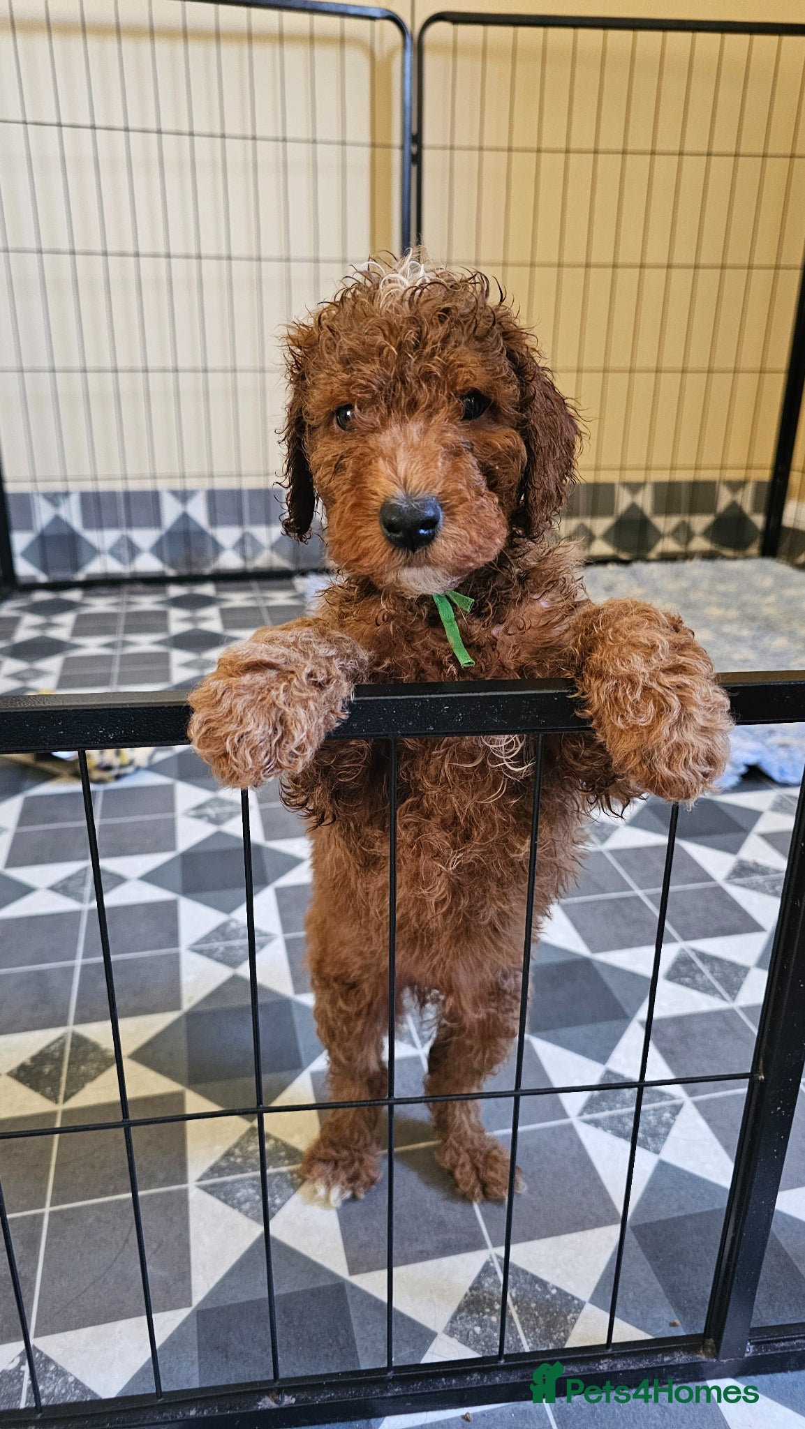 Australian Labradoodle dogs Stunning full Australian Labradoodle puppies  - Advert 2