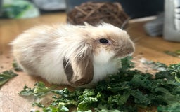 Mini Lion Lop rabbits for sale: CUTE MINI LION LOP BUCK - Image 1
