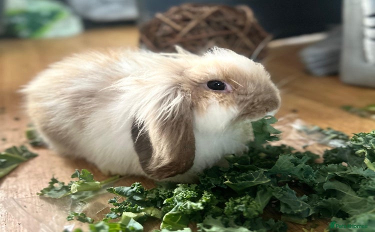 Mini Lion Lop rabbits - Advert 3