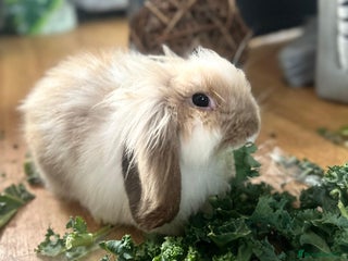 Mini Lion Lop rabbits - Advert 5