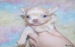 Chihuahua dogs for sale: KC REG HEALTH TESTED CHIHUAHUA BABIES - Image 13