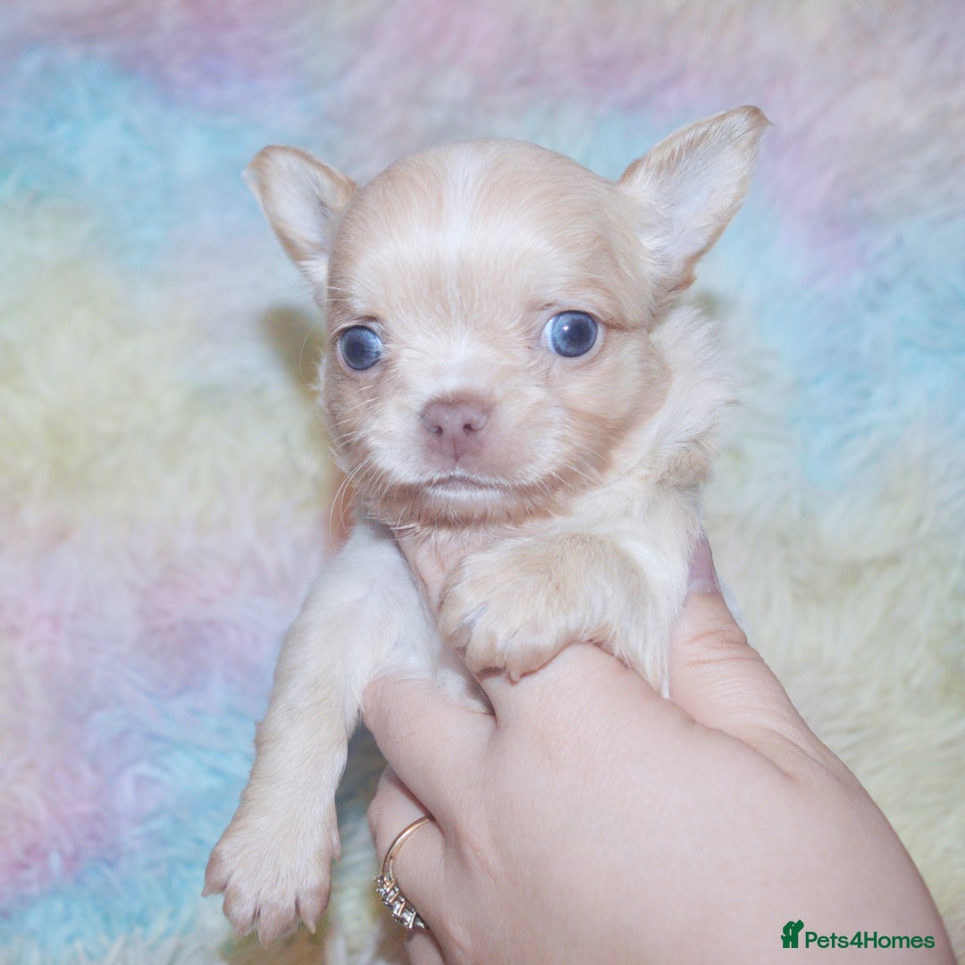 Chihuahua dogs for sale: KC REG HEALTH TESTED CHIHUAHUA BABIES - Image 13