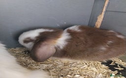 Mini Lop rabbits for sale: Mini lop rabbits  - Image 15