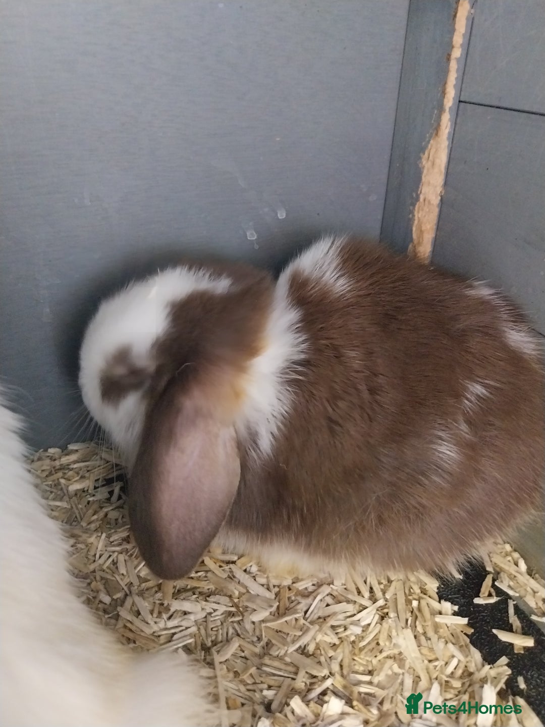 Mini Lop rabbits for sale: Mini lop rabbits  - Image 15