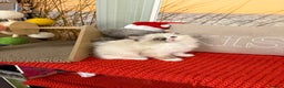 Ragdoll cats for sale: Beautiful Ragdolls kittens  - Advert 8