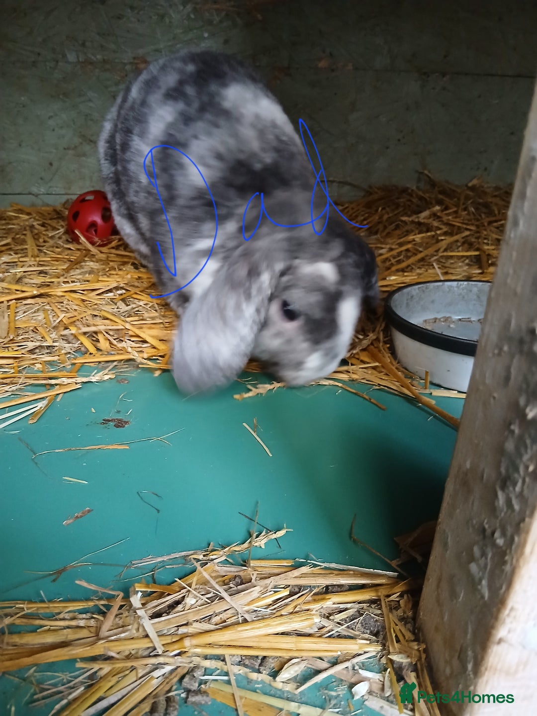 Mini Lop rabbits for sale: Plush lop baby rabbit - Advert 2