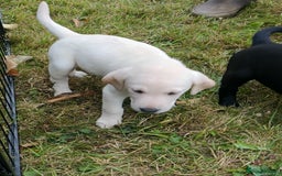Labrador Retriever dogs for sale: Gorgeous Labrador puppies for sale  - Image 9