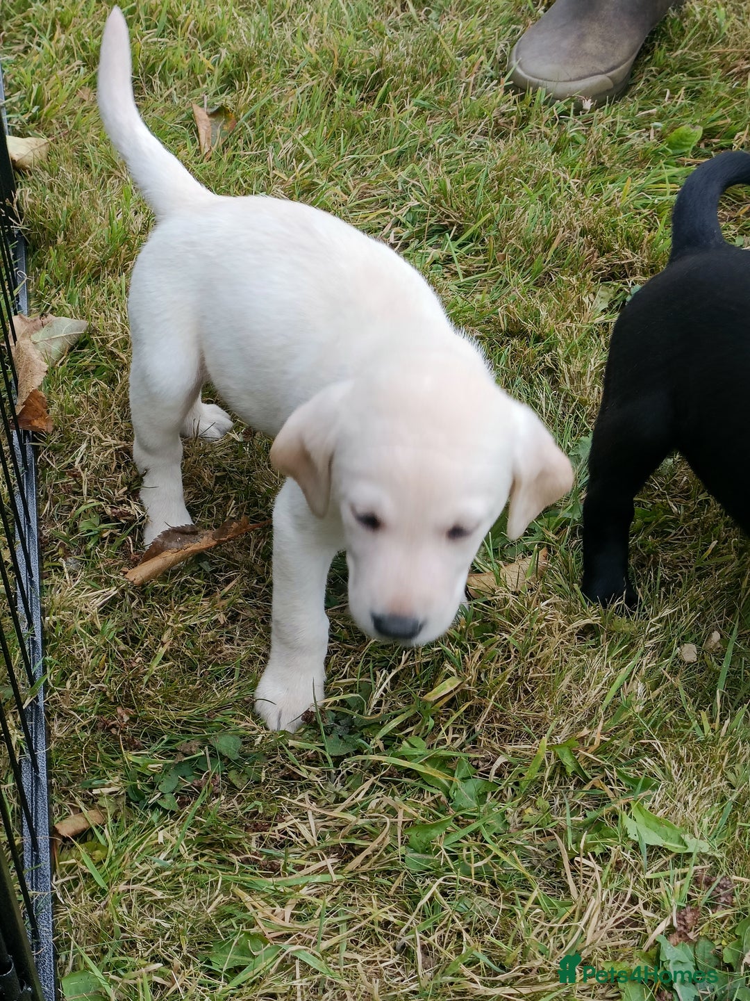Labrador Retriever dogs for sale: Gorgeous Labrador puppies for sale  - Image 9