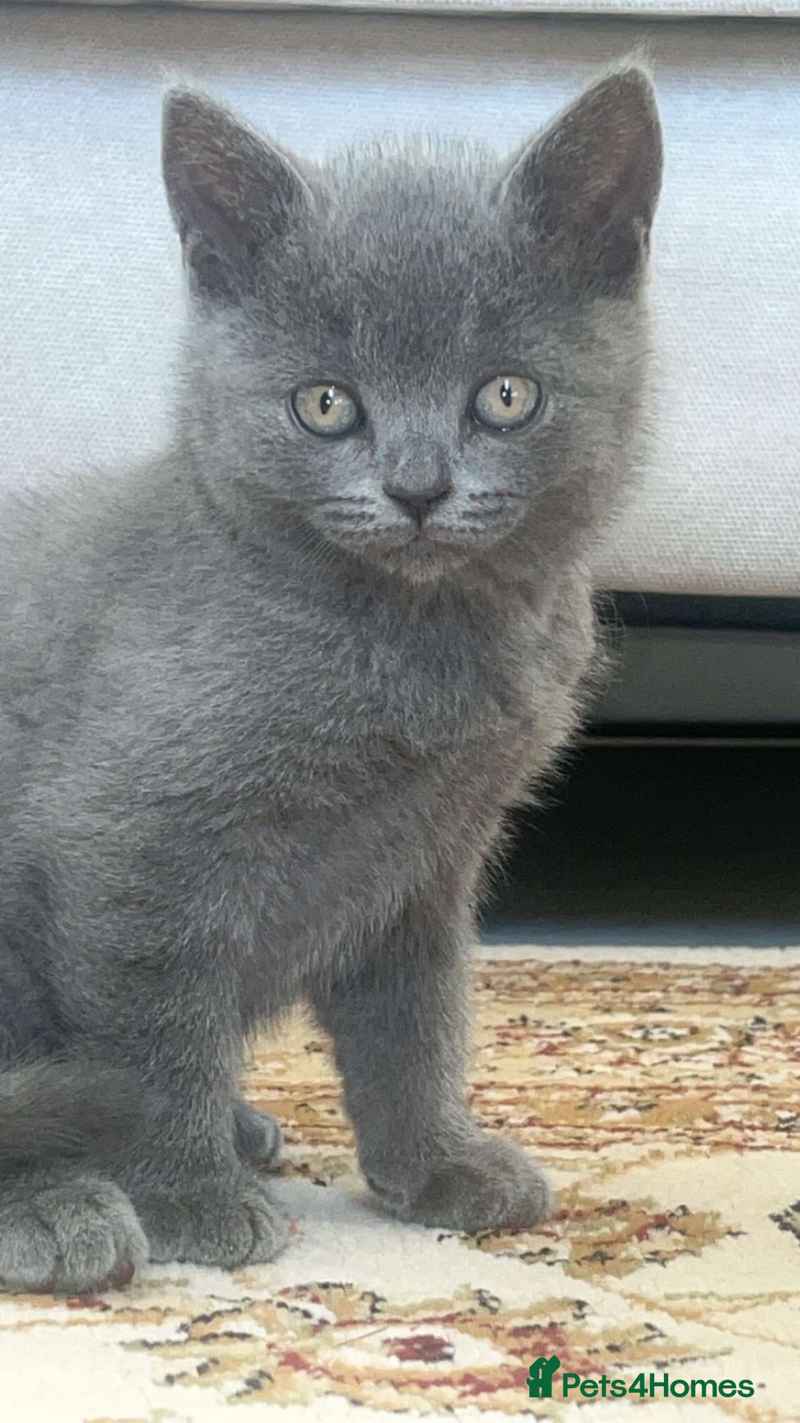 British Shorthair cats british shorthair - Advert 4