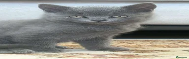 British Shorthair 2