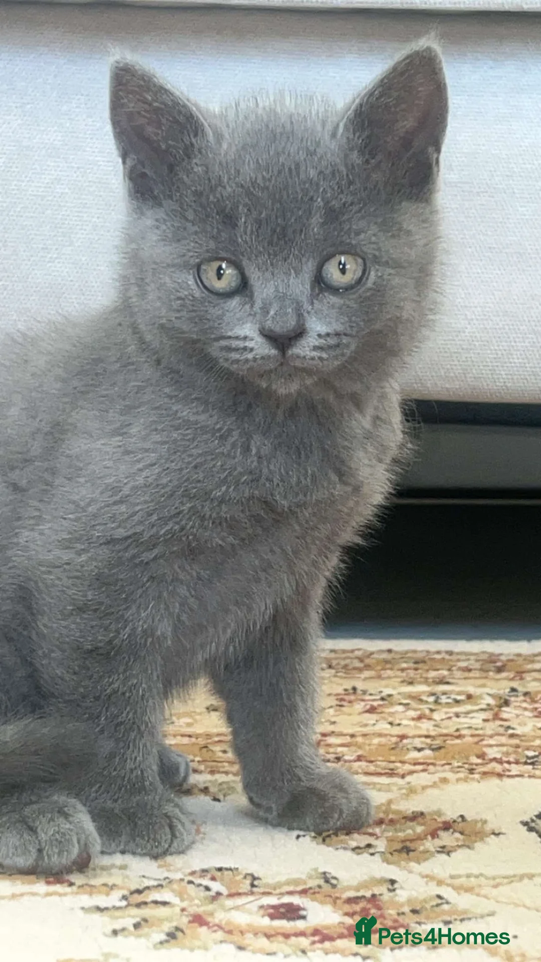 British Shorthair cats for sale: british shorthair - Advert 1