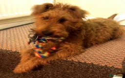 Irish Terrier dogs for sale: Irish Terrier pups expected early December  - Image 15
