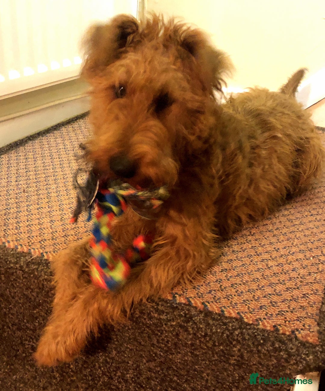 Irish Terrier dogs for sale: Irish Terrier pups expected early December  - Image 15