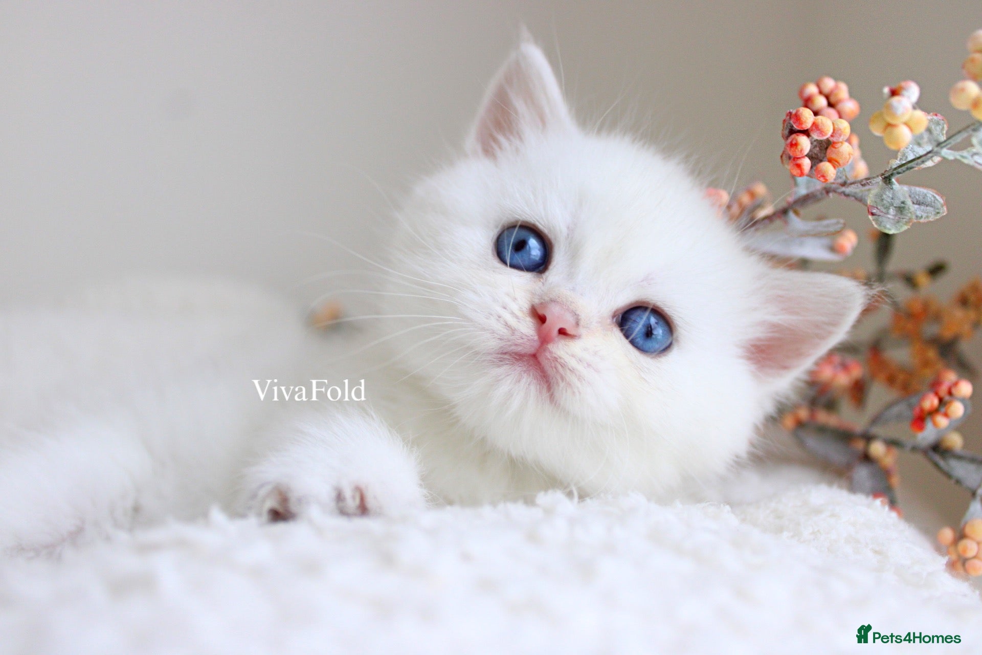 British Longhair cats Super Rare & Top Quality Kittens - Advert 2
