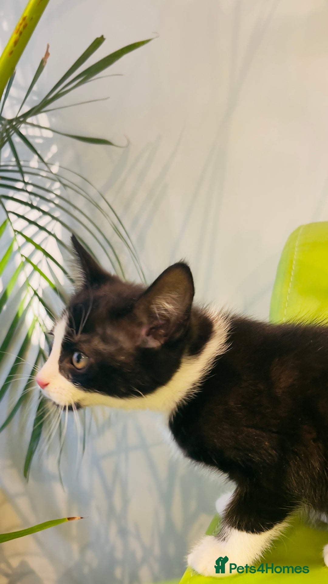 Mixed Breed cats for sale: Wonderful ,healthy clever village Kittens for sale - Advert 27