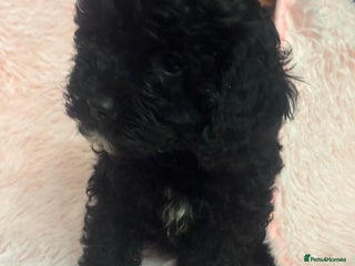 Cavapoo dogs Extensively health tested F1 cavapoo babies - Advert 12