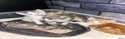 Mixed Breed cats for sale: 2 ginger boys for sale  - Advert 9