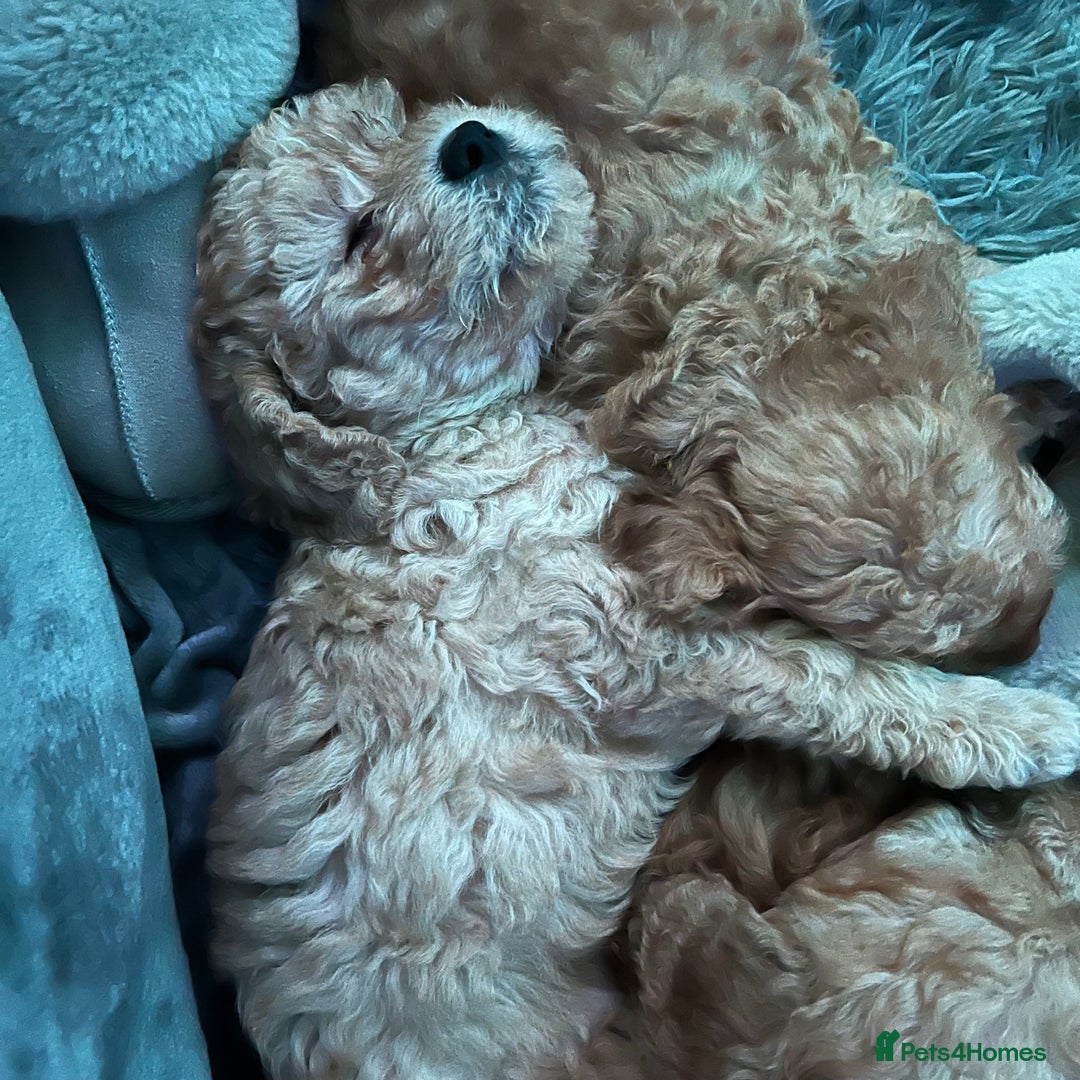 Australian Labradoodle dogs for sale: Fib Labradoodle puppies - Advert 9
