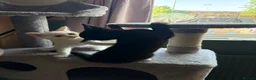 RagaMuffin cats for sale: Raggamuffin x kittens  - Advert 6