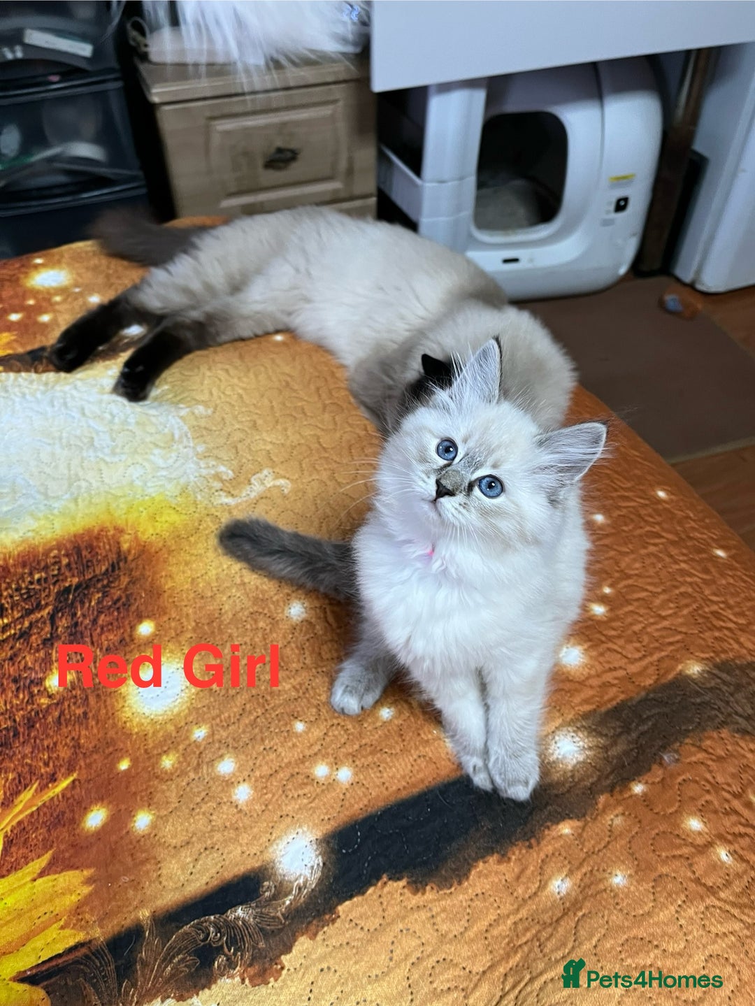 Ragdoll cats for sale: ❗️❤️5 Incredibly Beautiful Ragdoll Kittens❤️🐈  - Image 40