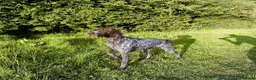 German Shorthaired Pointer dogs for sale: GSP KC Registered Puppies due April 2026 in Craven Arms - Advert 2