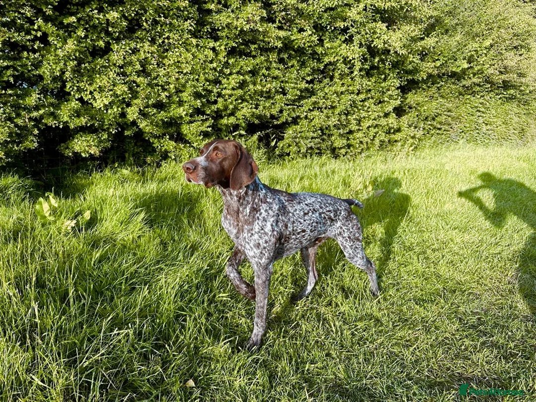 German Shorthaired Pointer dogs for sale: GSP KC Registered Puppies due April 2026 in Craven Arms - Advert 2