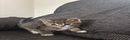Mixed Breed cats for sale: 5 Kittens  in Lochgelly - Advert 2
