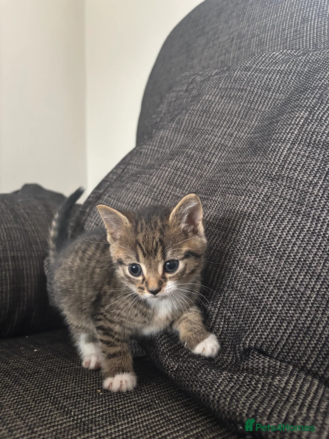Mixed Breed cats for sale: 5 Kittens  in Lochgelly - Advert 2