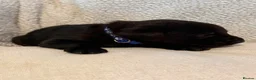 Labrador Retriever dogs for sale: 6 Black Boys and 1 Chocolate boy  in Chippenham - Advert 10