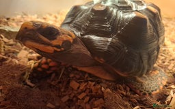Tortoise reptiles for sale: Red Footed Tortoise Female - Image 1