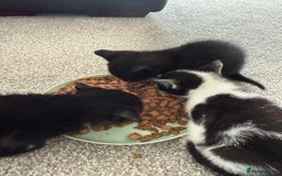 British Shorthair cats for sale: Black and white kittens for sale - Image 3