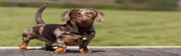 Miniature Dachshund dogs for stud: Dachshund Stud Available  - Advert 7
