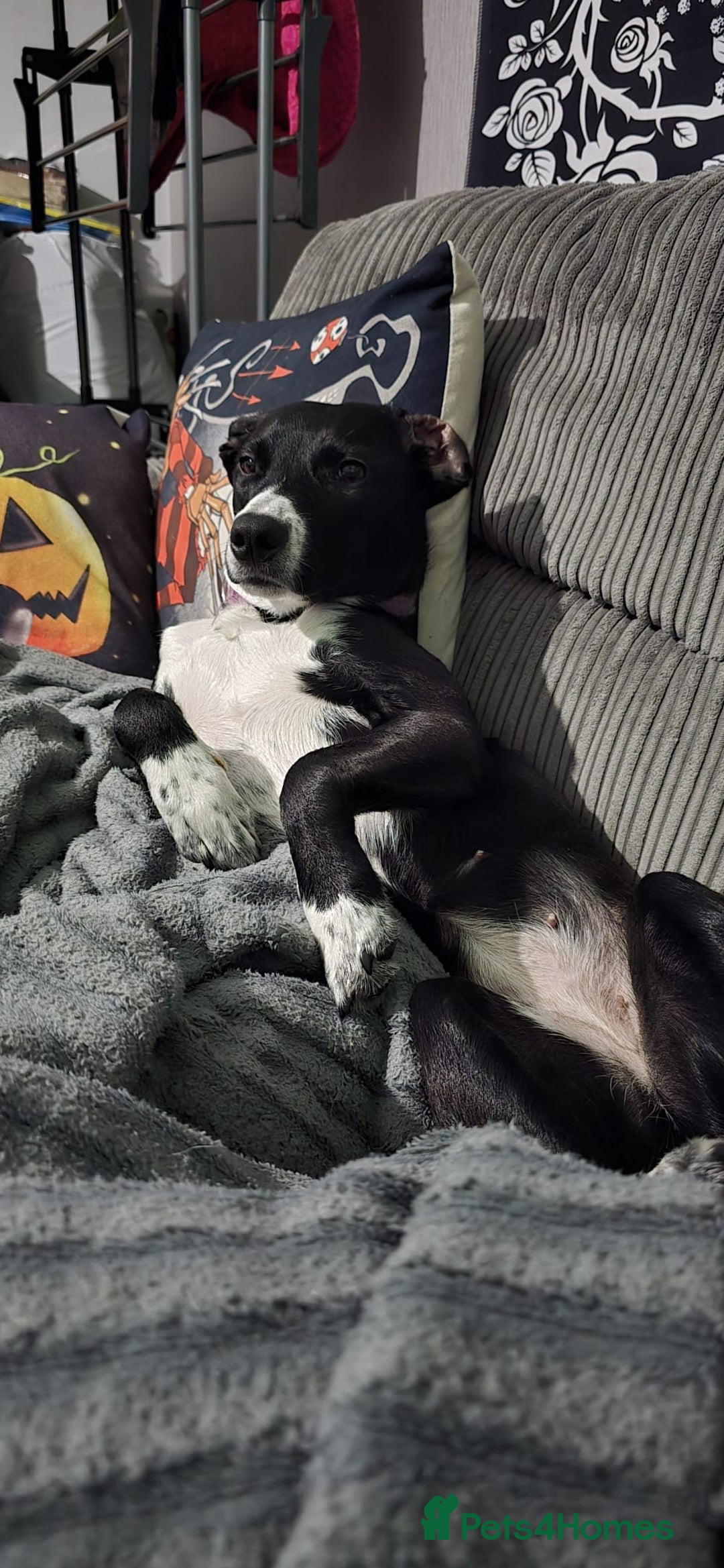 Mixed Breed dogs for sale: Beautiful 1 year old female dog  - Advert 10