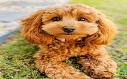 Cavapoo dogs for sale: Zoey a beautiful female Cavapoo puppy  - Image 6