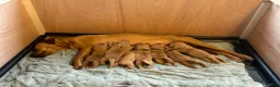 Labrador Retriever dogs for sale: Fox Red Labrador Pups - Advert 10