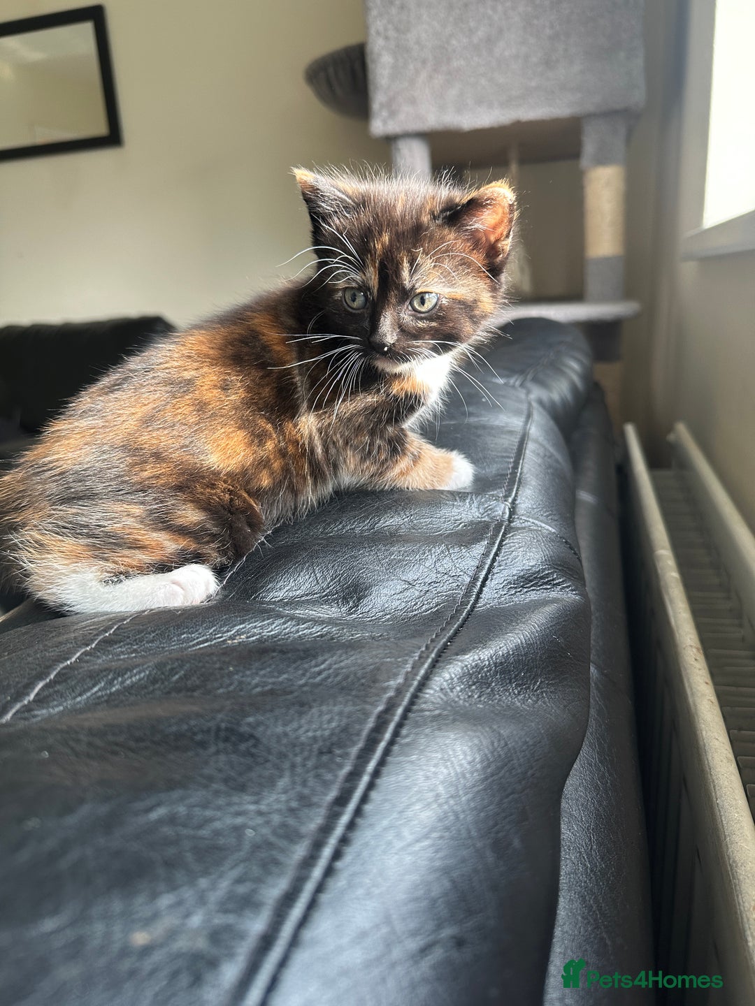 Mixed Breed cats for sale: Beautiful litter of kittens - Image 6