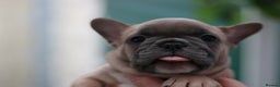 French Bulldog dogs for sale: Cute French Bulldog Puppies Available Soon - Advert 8