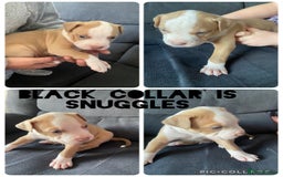 Mixed Breed dogs for sale: 5 beautiful pups left  - Image 3