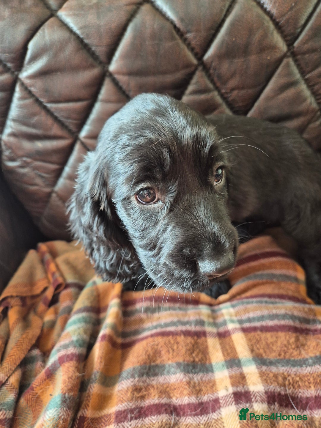 Sprocker dogs for sale: Beautiful sprocker puppies  - Image 9