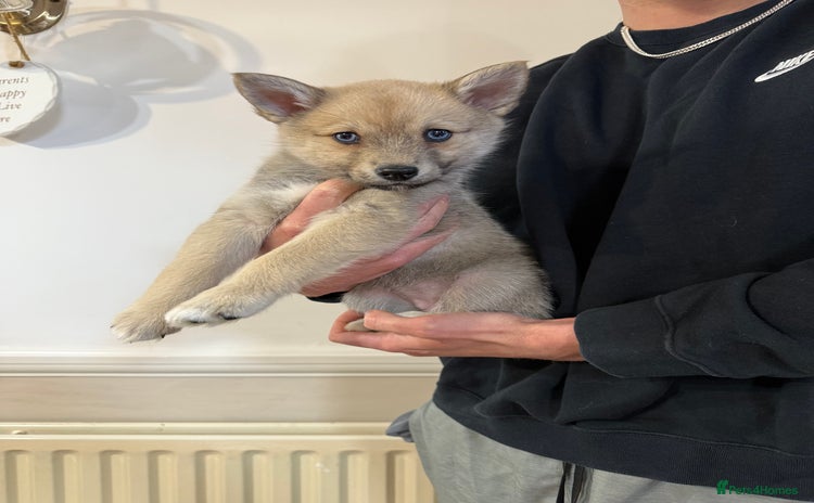 Pomsky dogs in Romford - Advert 7