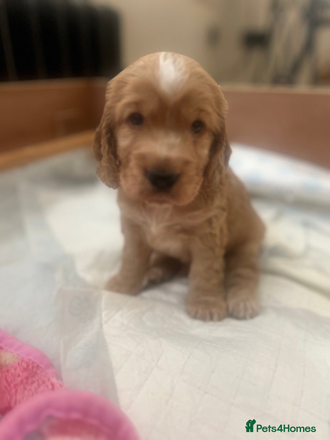 Cockapoo dogs for sale: Cockapoo Pups - Image 13
