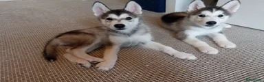 Siberian Husky Puppy 3