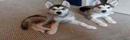 Siberian Husky dogs for sale: Stunning Siberian Husky puppies for sale - Advert 7