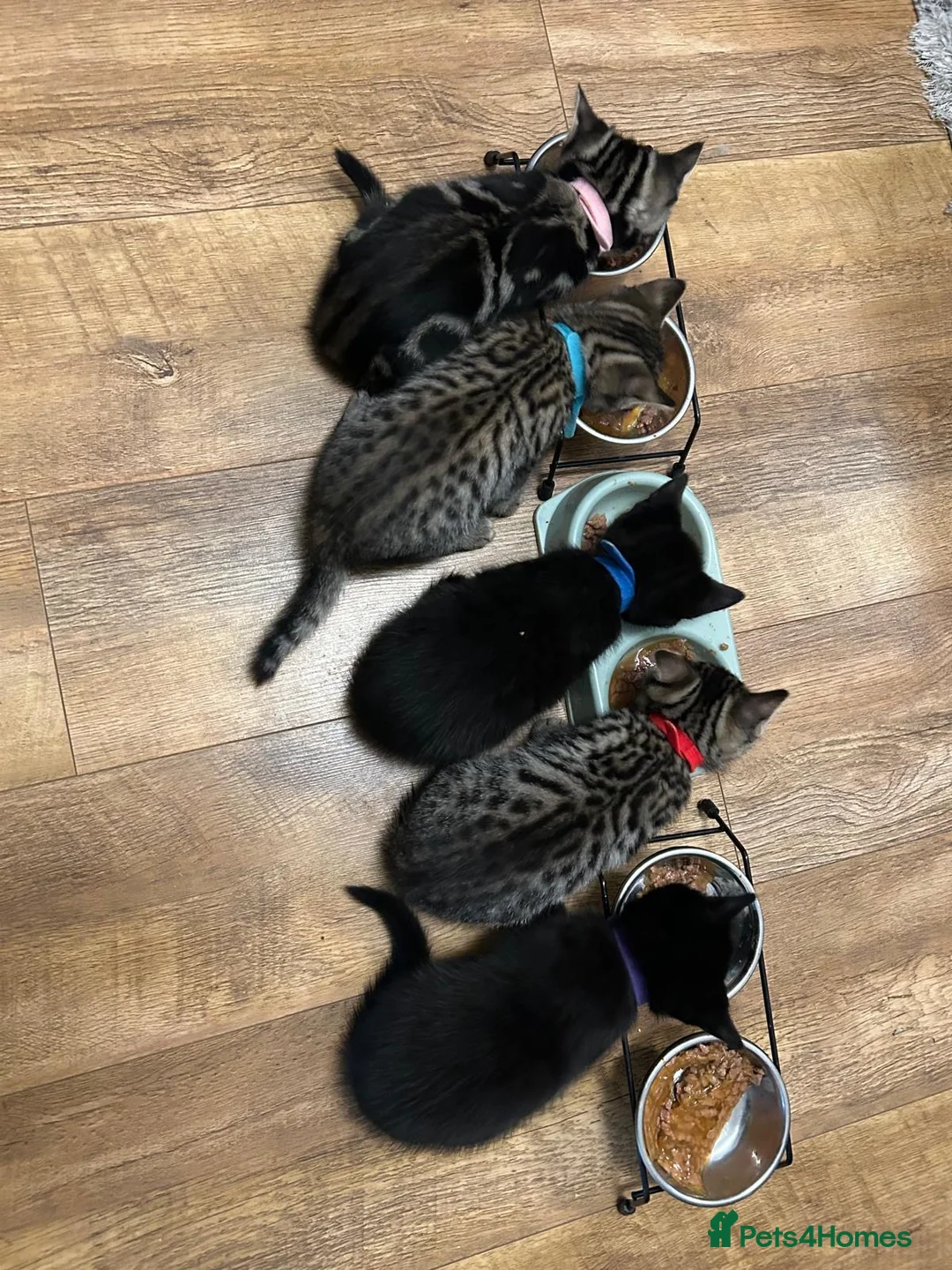 Mixed Breed cats for sale: British Mixed 2 boys 3 girls  - Advert 2