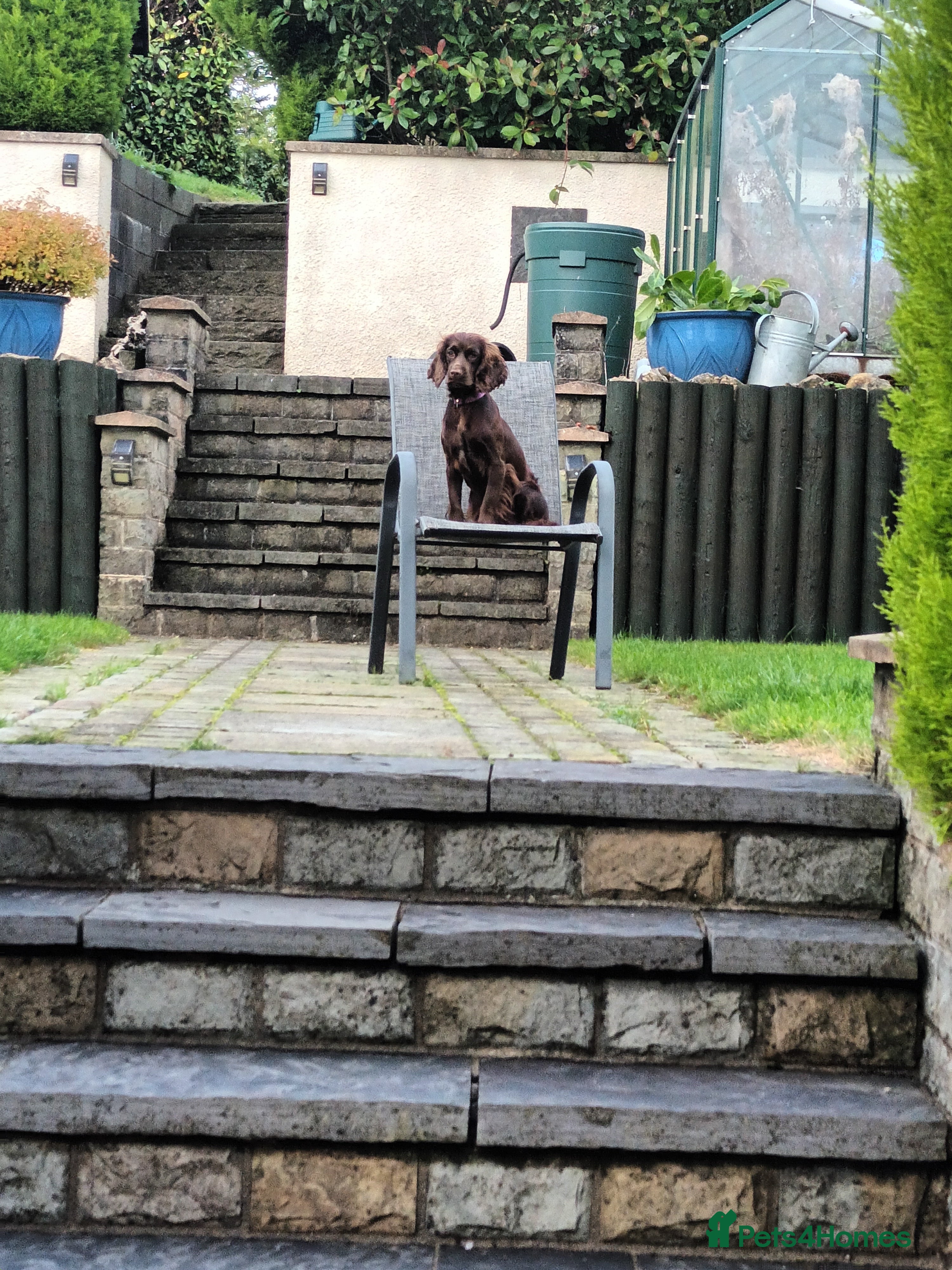 Cocker Spaniel dogs Cocker Spanial Puppies (2 left) - Advert 16