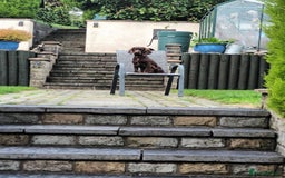 Cocker Spaniel dogs for sale: Cocker Spanial Puppies (2 left) - Advert 1