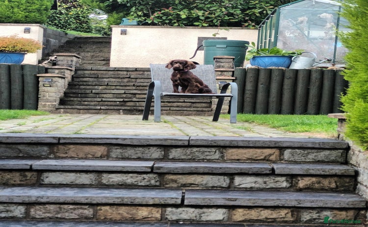 Cocker Spaniel dogs for sale - Advert 1