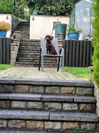 Cocker Spaniel dogs - Advert 6