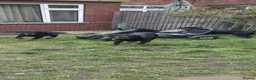 Rottweiler dogs for sale: KC Top ROTTWEILER Puppies , German blood - Advert 21